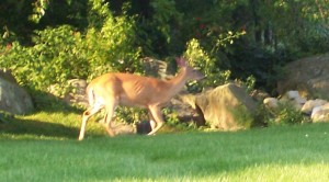 Deer