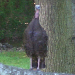 Turkey